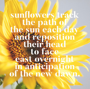Sent with sunflower seeds