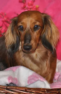 Long Haired Dachshunds Gauteng Kazandi Miniature Dachshunds