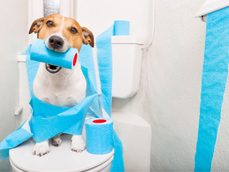 Ein lustiger Hund auf einer Toilette sitzend mit blauem Toilettenpapier um sich herum und im Maul