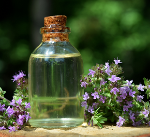 Maria Hoch Aromacampus.png