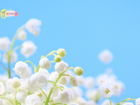 Maiglöckchen Blüten vor hellblauem Hintergrund