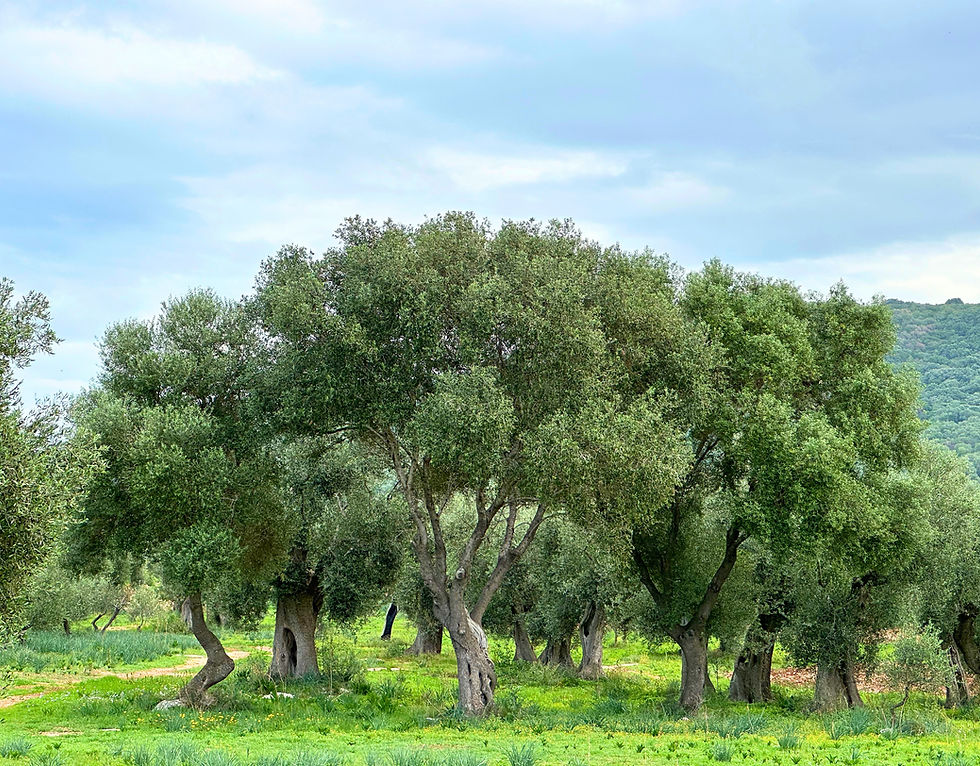 Miniatura: 250ml - Olio Extravergine d'Oliva Bio Puglia - Monocultivar Ogliarola