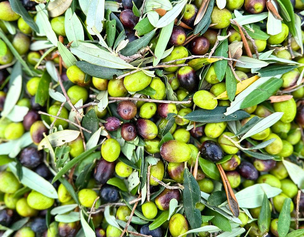 Miniatura: 500ml - Olio Extravergine d'Oliva Bio Puglia - Monocultivar Ogliarola0