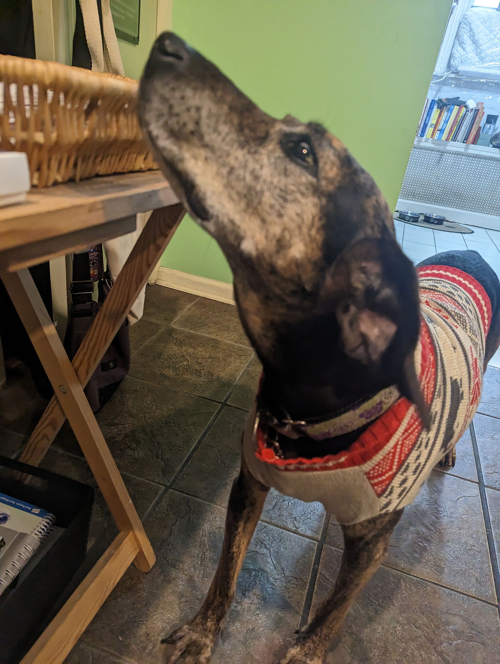 A plott hound in a red white sweater sniffing at a basket on top of a table.