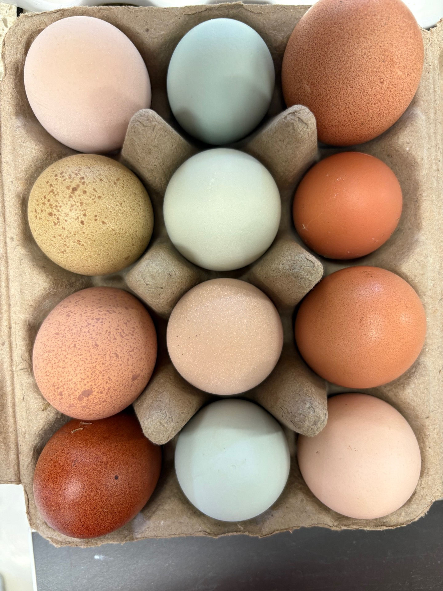 Mixed Breed Fertilised Eggs