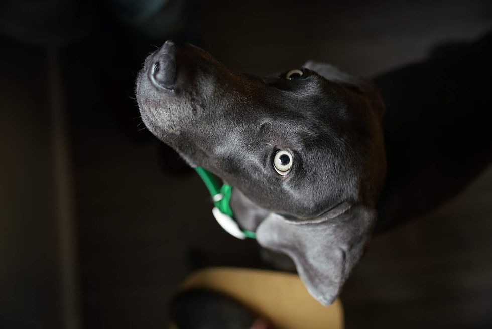 Gauge
