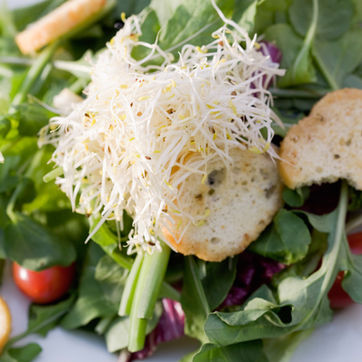 Sallad