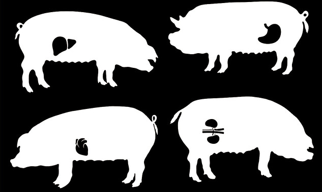 pig-organ-hero.jpg