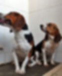 Beagles.jpg