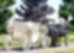 40b9e9_6438dc0f960246a99b268ae1a3e2a991~mv2_d_2964_2115_s_2.jpg.webp