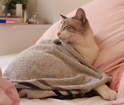 chat sous couverture