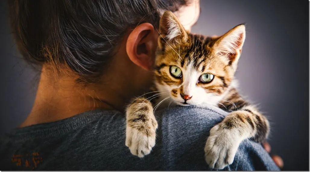 Mon chat est-il dépendant de moi?