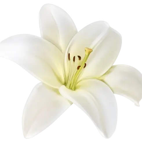 Transparent Liliy.webp