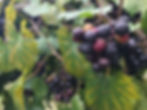 Top 3 Seasonal Wines