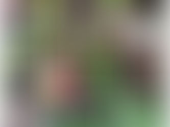 “Trail X Art : Creativity in Nature During Covid”