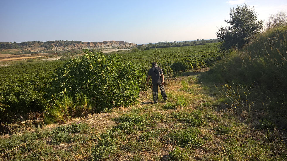 la vigna ed il mare a melito di porto salvo