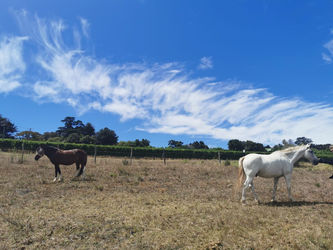 Carin G - Connect Equine Assisted Coaching   Chart Farm in Wynberg Cape Town