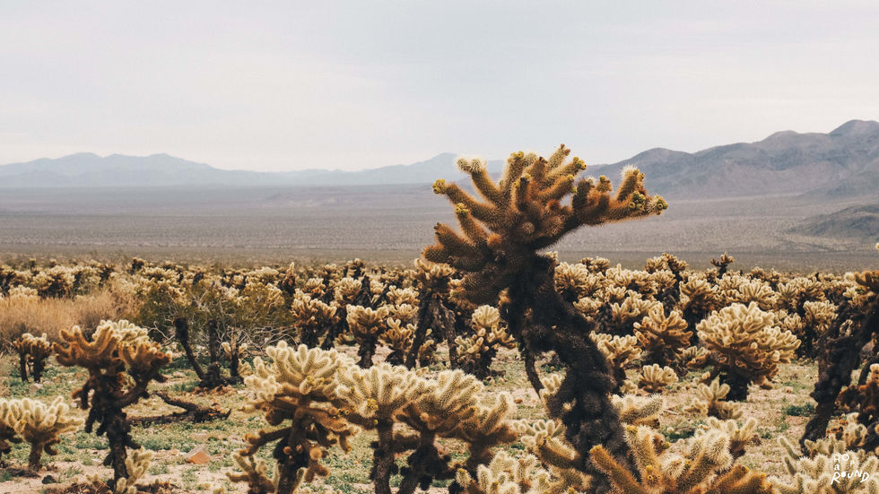รีวิว Joshua Tree National Park อุทยานแห่งชาติโจชัวทรี รัฐแคลิฟอเนียร์ สหรัฐอเมริกา USA road trip วิธีการเดินทาง เส้นทาง road trip โรดทริป เที่ยวอเมริกา เที่ยว usa usa west coast road trip hoparound.coจชัวทรี (JOSHUA TREE NATIONAL PARK) รัฐแคลิฟอเนียร์ สหรัฐอเมริกา USA road trip การเดินทาง เส้นทาง road trip โรดทริป เที่ยวอเมริกา เที่ยว usa usa west coast road trip hoparound.co