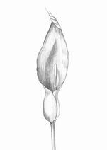 Calla Lily