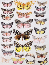Moths