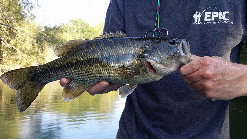 Fly Fishing Guide New Braunfels Texas USA Action Angler Outdoor Center