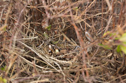 Abandoned Nest