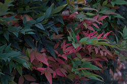 Changing Colors