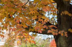 Fall