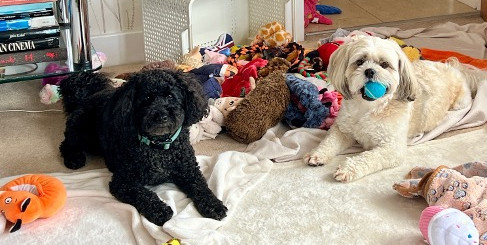 Small dogs settled in a quiet home during small dog boarding near Beaconsfield