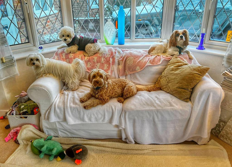 Four small companion dogs relaxing together on a sofa at Lap of Luxury home dog boarding in Amersham