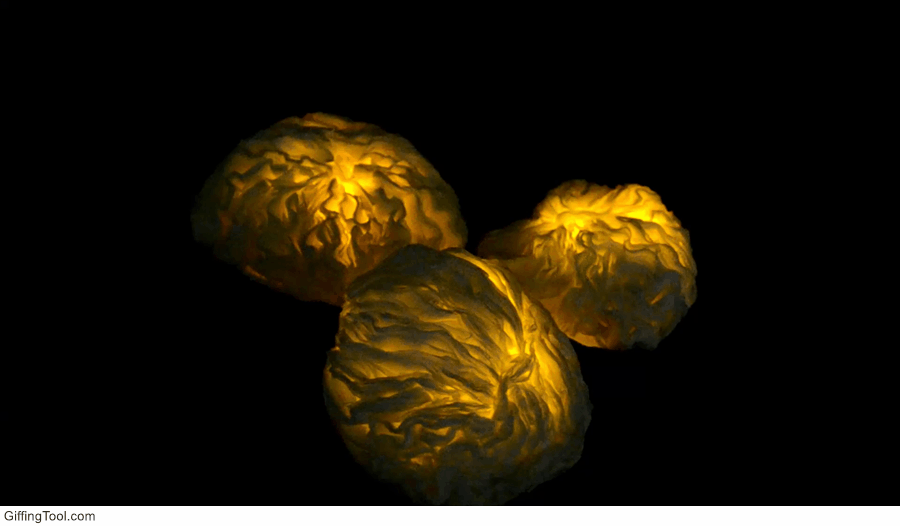 Actinodiscus striata- Mushroom Coral