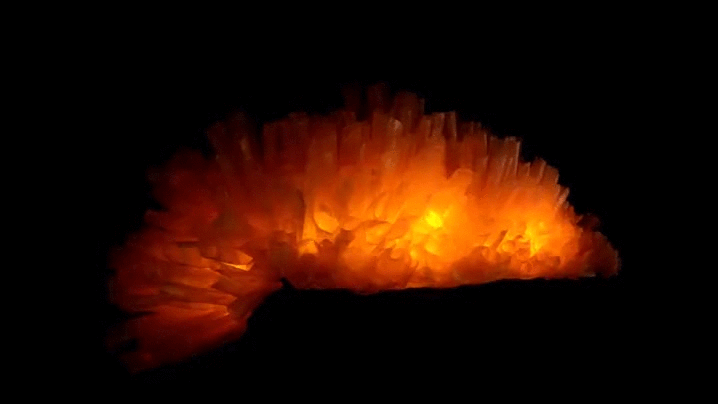 Aplysina fistularis- Tube Sponge