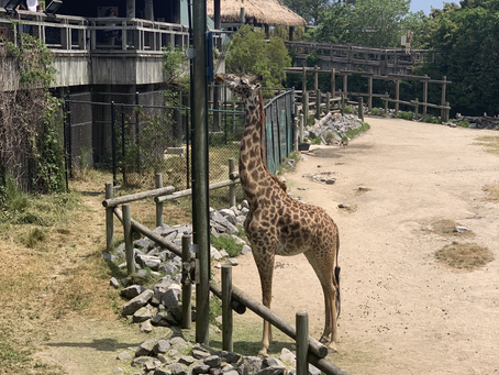 Virginia Zoo