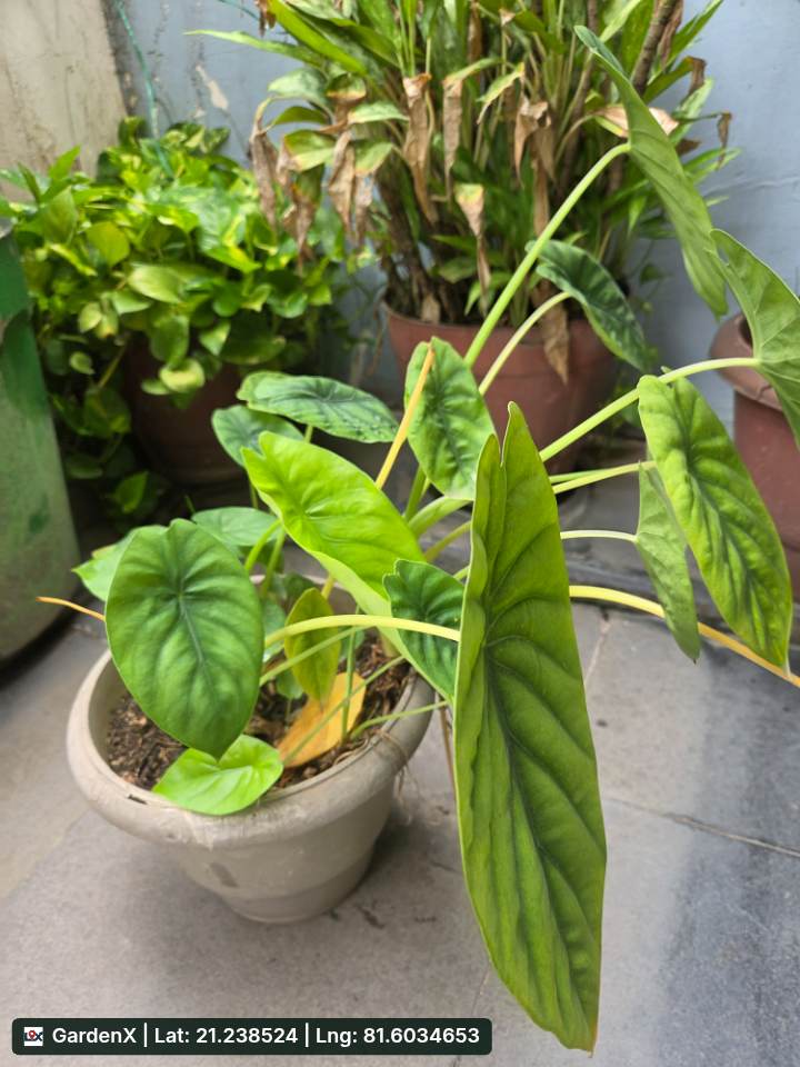 Alocasia Plant (हाथी कान) in Amanaka, Raipur