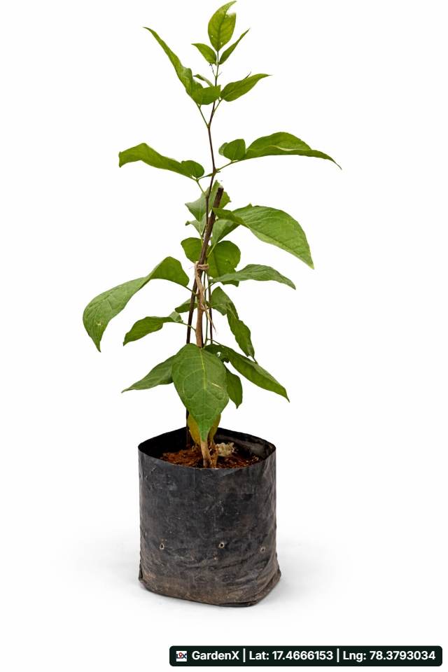 Maredu or bilwa plant  (మారేడు చెట్టు) for sale in Izzathnagar