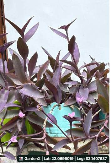 Purple Heart (बैंगनी दिल) in Bhartiya Nagar, Bilaspur