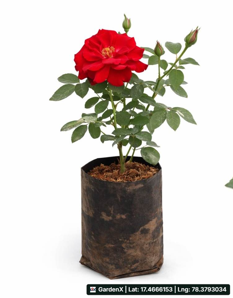 Kashmir Pink Rose (ఎర్ర గులాబీ) for sale in Izzathnagar