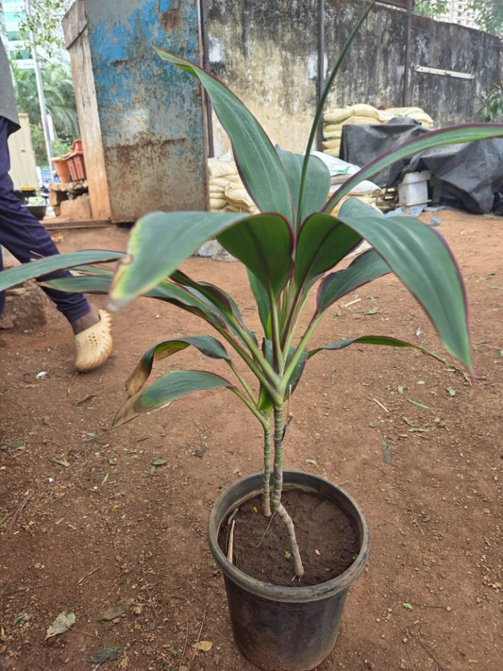 Ti Plant (తిరుమల మొక్క) for sale in Habsiguda