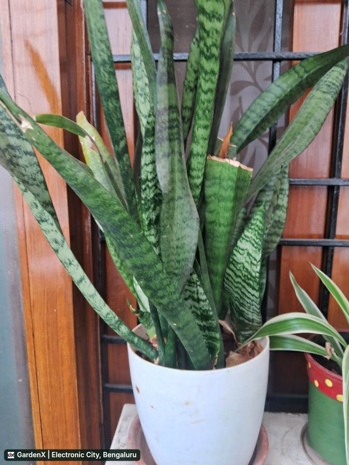 Snake Plant (ಸೇಕ್ ಪ್ಲಾಂಟ್) in Street Number 6, Hyderabad