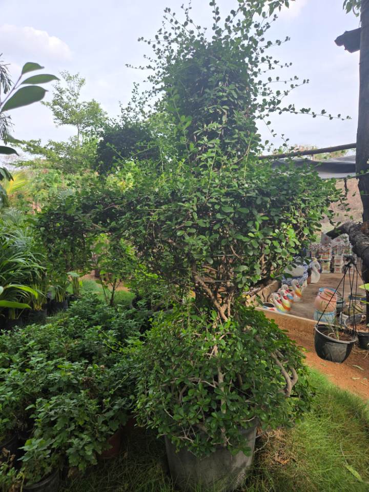 Fukien Tea Bonsai (ఫుకియన్ టీ బోన్సాయ్) for sale in Habsiguda