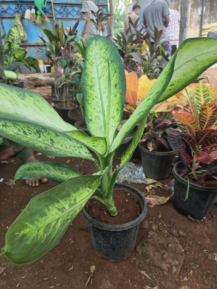 Dieffenbachia (డైఫెన్‌బాకియా) for sale in Habsiguda