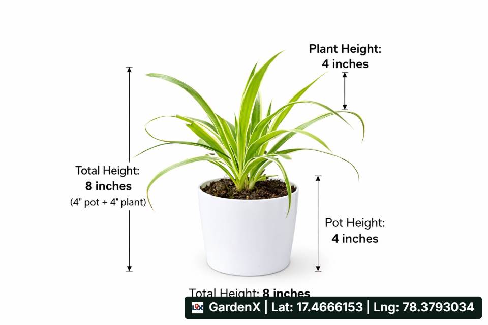 Spider Plant (స్పైడర్ ప్లాంట్) for sale in Izzathnagar