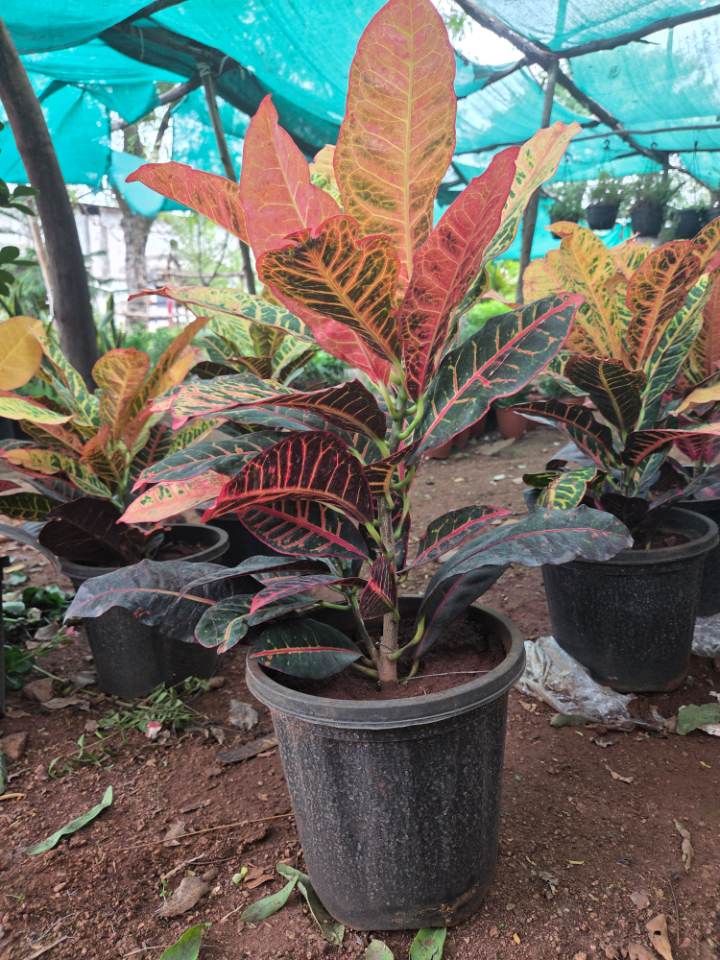 Vibrant Croton (క్రోటన్ మొక్క) for sale in Habsiguda