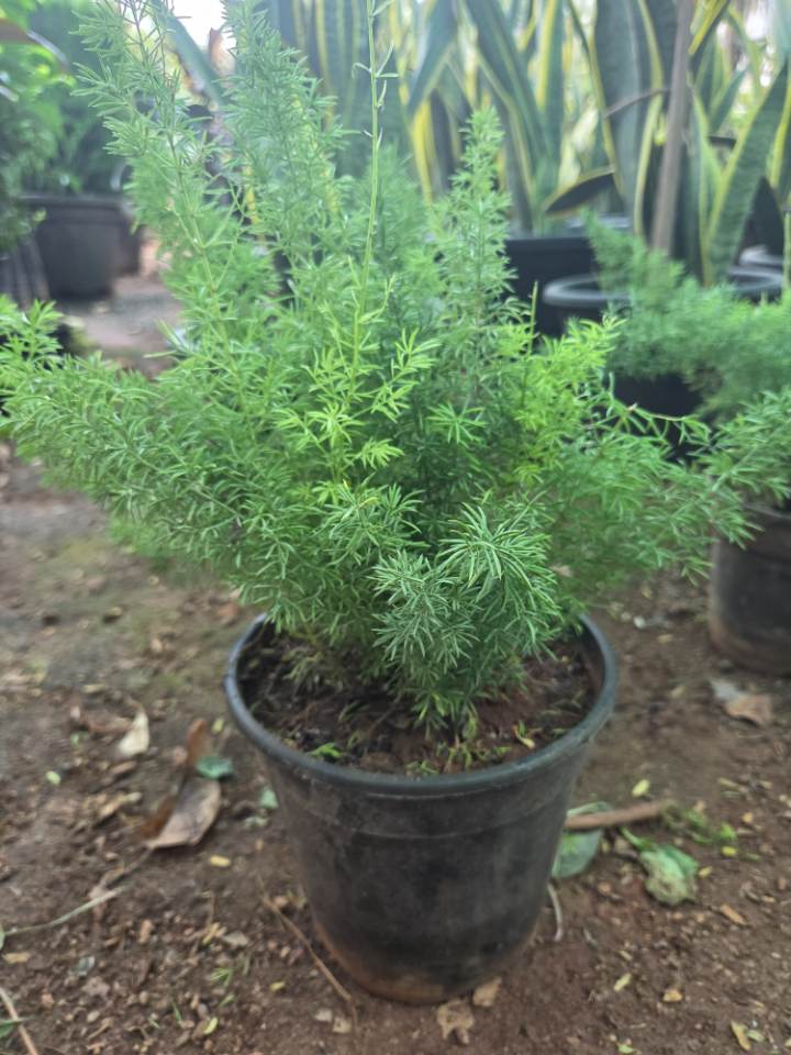 Asparagus Fern (శతావరి) for sale in Habsiguda