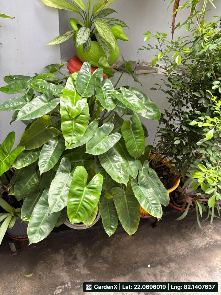 Philodendron Green (हरा फिलोडेंड्रोन) in Bhartiya Nagar, Bilaspur