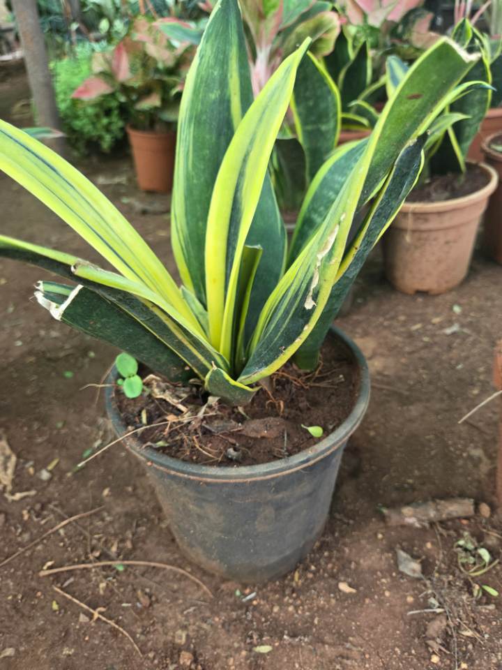 Snake Plant (పాము మొక్క) for sale in Habsiguda