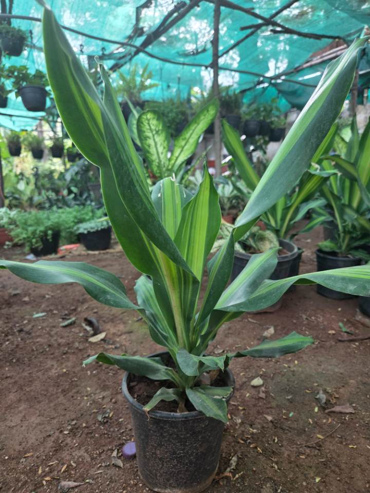 Dracaena Fragrans (డ్రాసీనా) for sale in Habsiguda