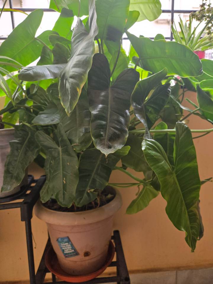 Philodendron Burle Marx (ఫిలోడెండ్రాన్) for sale in Habsiguda