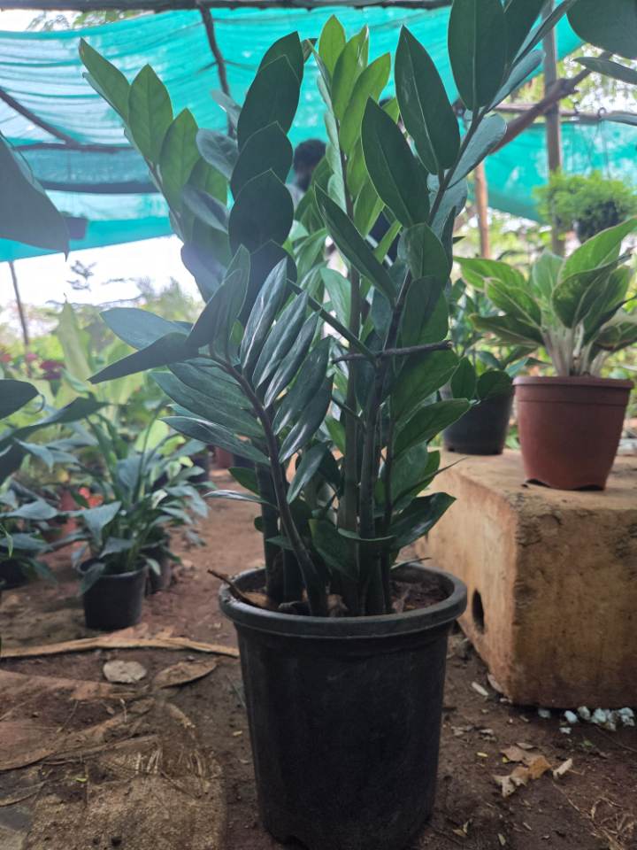 ZZ Plant (జెడ్జెడ్ ప్లాంట్) for sale in Habsiguda