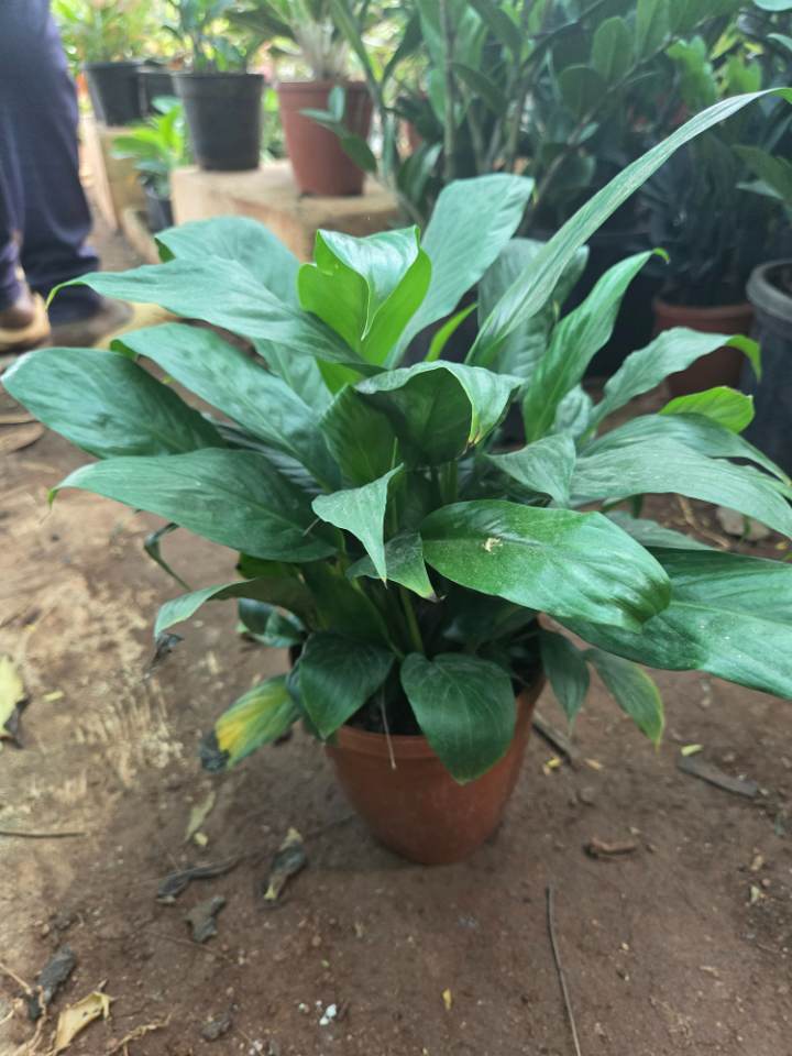 Peace Lily (శాంతి లిల్లీ) for sale in Habsiguda